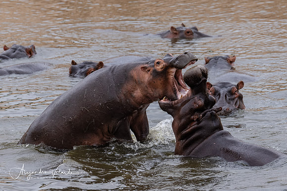 Hippos fighting, Masai Mara
