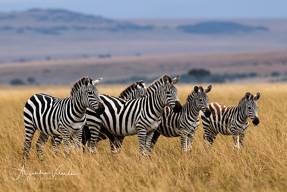Zebra, Masai Mara