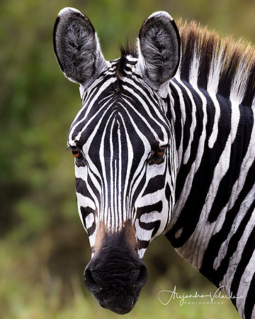 Zebra stallion, Masai Mara