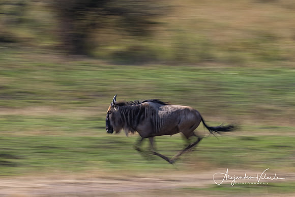 Wildebeest, Masai Mara