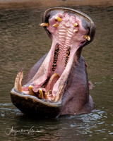 Hippo, Masai Mara