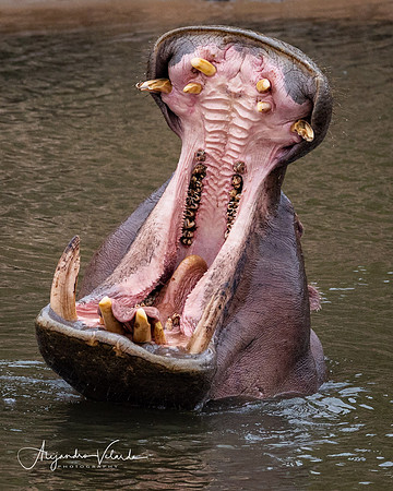 Hippo, Masai Mara