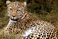 Leopard, Masai Mara