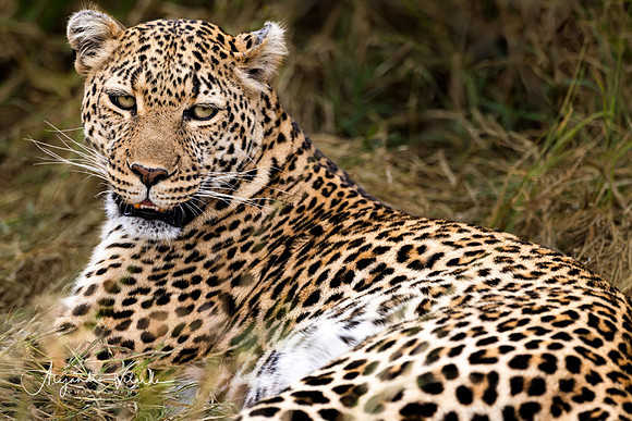 Leopard, Masai Mara