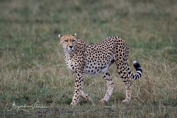 Cheetah, Masai Mara