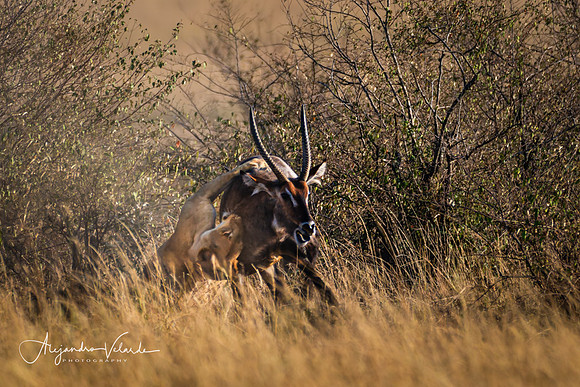 Lioness hunting waterbuck, Masai Mara