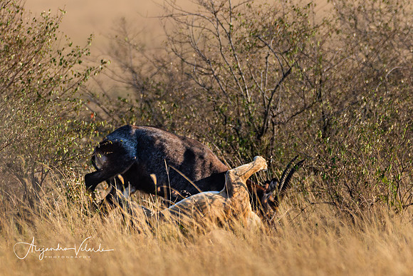 Lioness hunting waterbuck, Masai Mara