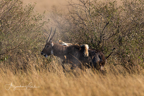 Lioness hunting waterbuck, Masai Mara