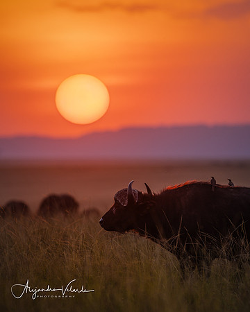 Cape buffalo at sunset, Masai Mara