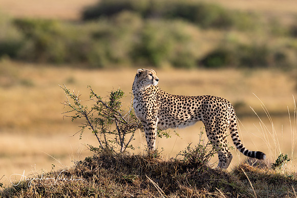 Cheetah scanning for prey, Masai Mara