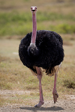Ostrich, Masai Mara