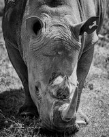 Rhino, Lake Nakuru