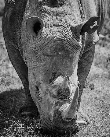 Rhino, Lake Nakuru