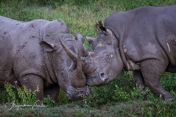 White rhinos fight, Lake Nakuru