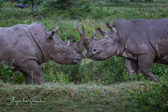 White rhinos fight, Lake Nakuru