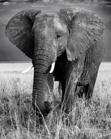 Elephant, Masai Mara