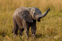 Baby elephant, Masai Mara