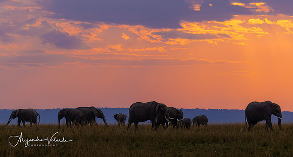 Elephants at sunset, Masai Mara