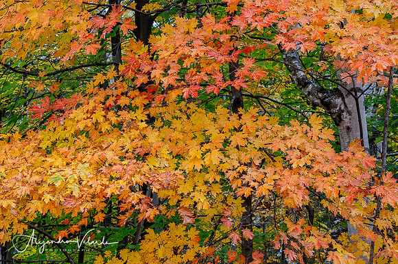Fall Foliage