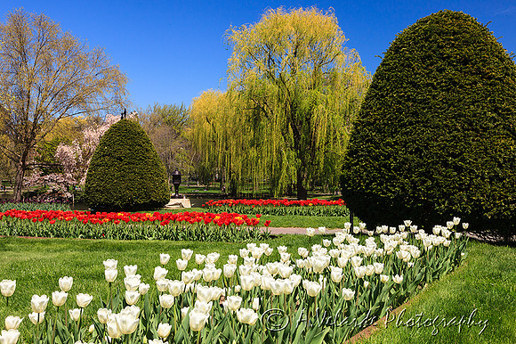 Tulip Garden, Boston Common