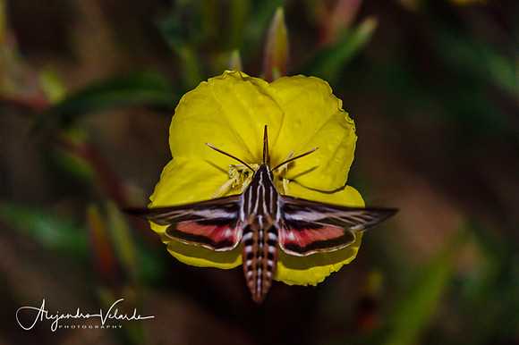 Hummingbird Moth on Evening Primrose