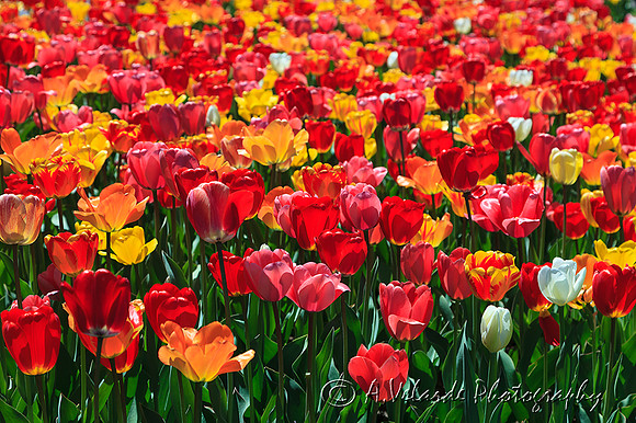 Tulip Garden, Boston Common