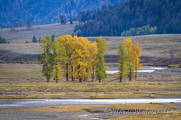 Fall Colors - Yellowstone
