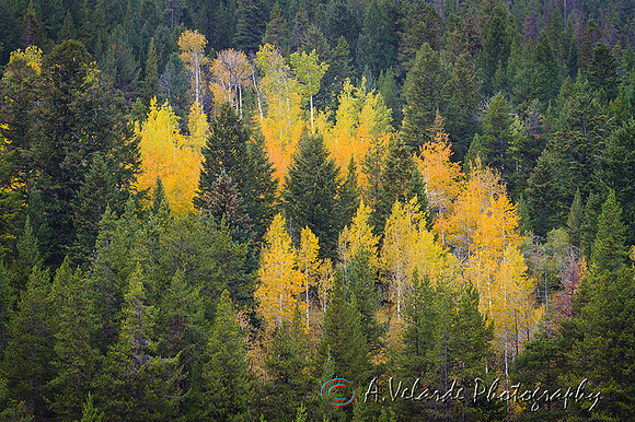 Fall Colors- Yellowstone