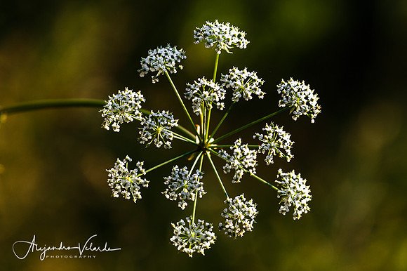 Wildflowers near Yosemite