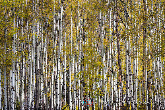 Aspen trees - Yellowstone