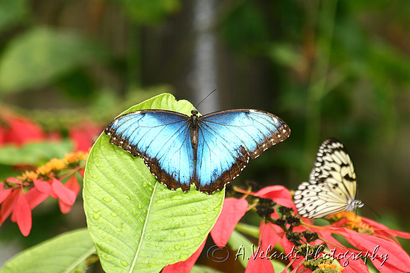 Blue Morpho Butterfly