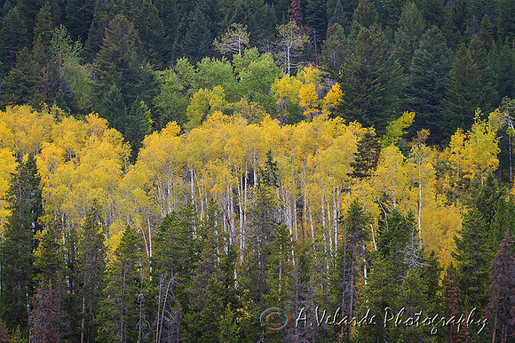 Fall Colors- Yellowstone