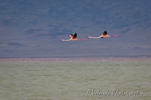 Flamingos - Ngorongoro, Tanzania, Africa