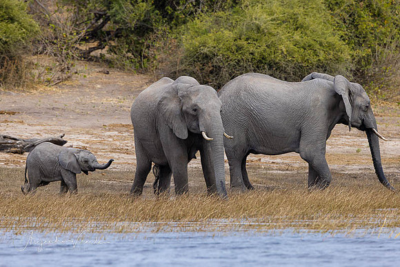 Chobe Natl. Park