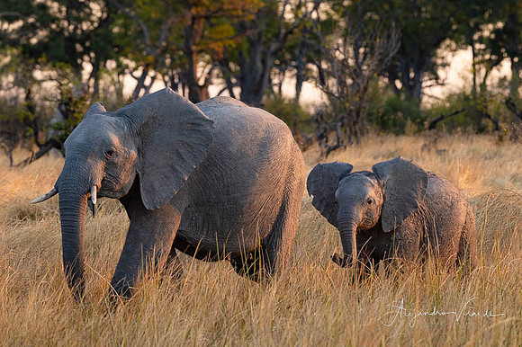 Moremi Game Reserve