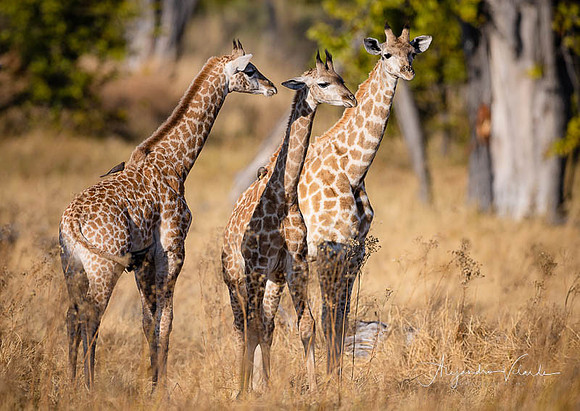 Moremi Game Reserve