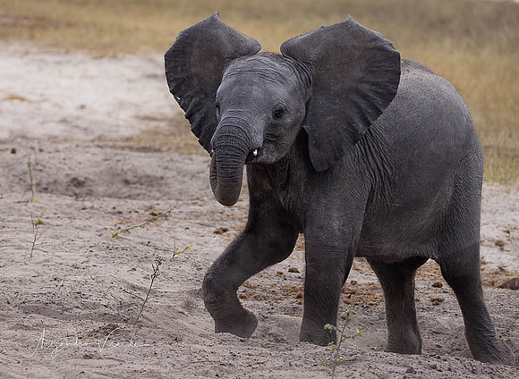 Chobe Natl. Park