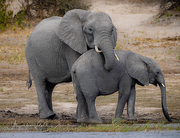 Chobe Natl. Park