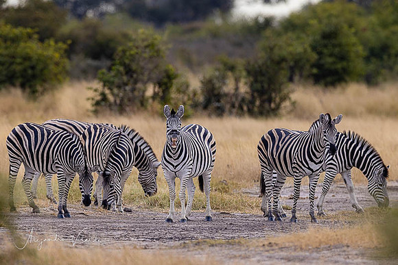 Savuti Natl. Park
