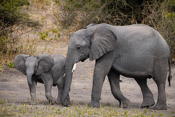 Chobe Natl. Park