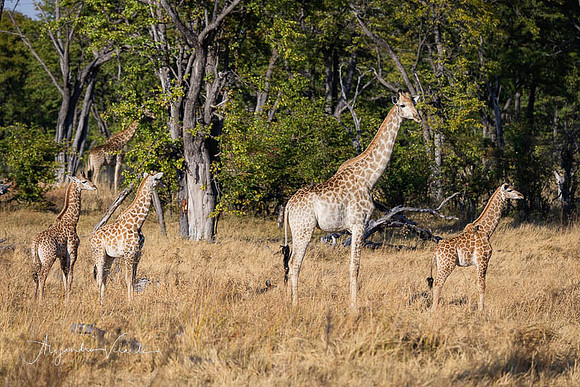 Moremi Game Reserve