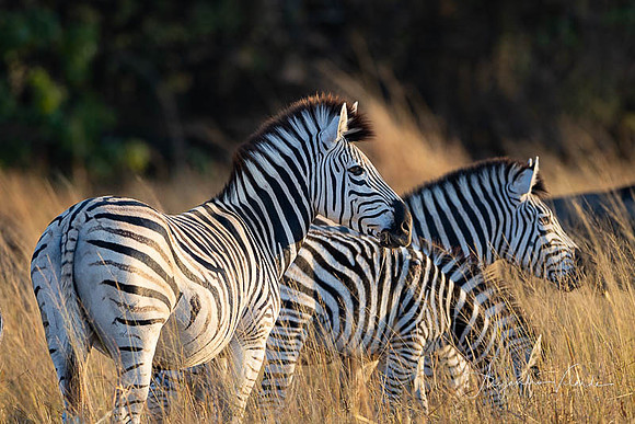 Savuti Natl. Park