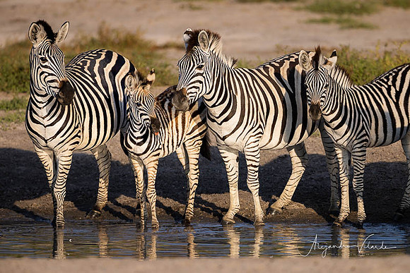 Savuti Natl. Park