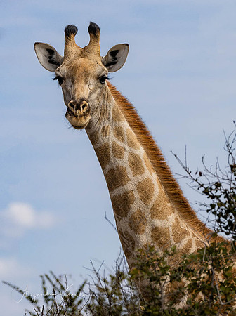 Savuti Natl. Park