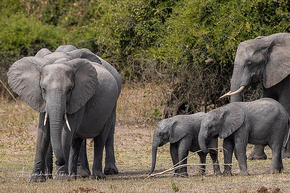 Chobe Natl. Park