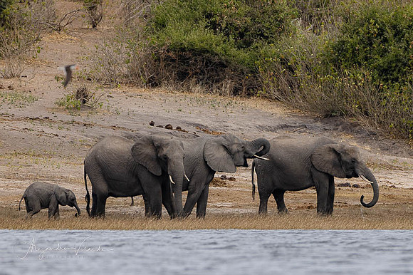 Chobe Natl. Park