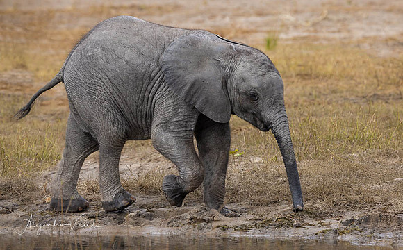 Chobe Natl. Park