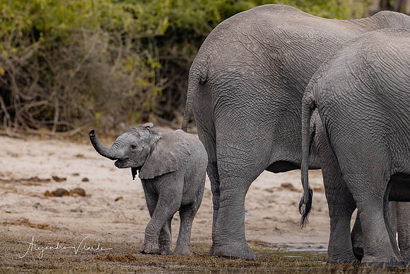 Chobe Natl. Park