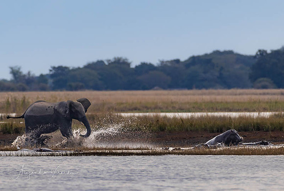 Chobe Natl. Park