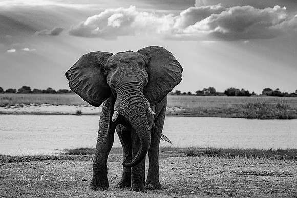 Chobe Natl. Park